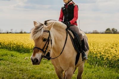 Pony being ridden by oil seed rape